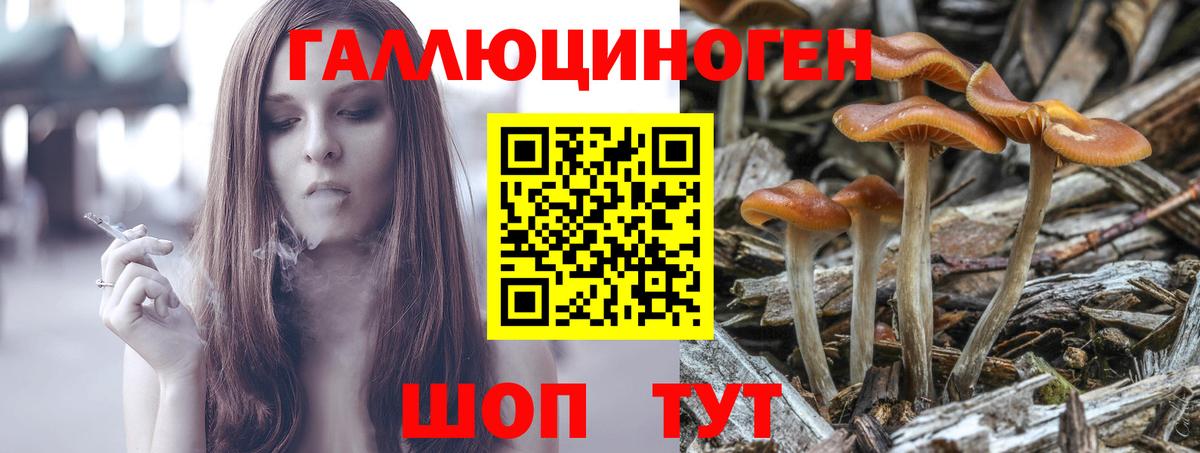 Псилоцибиновые грибы Psilocybe Грязи